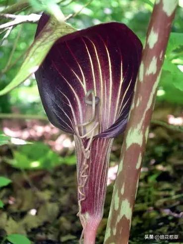 美得令人惊艳的花,世上最美的十种花样子