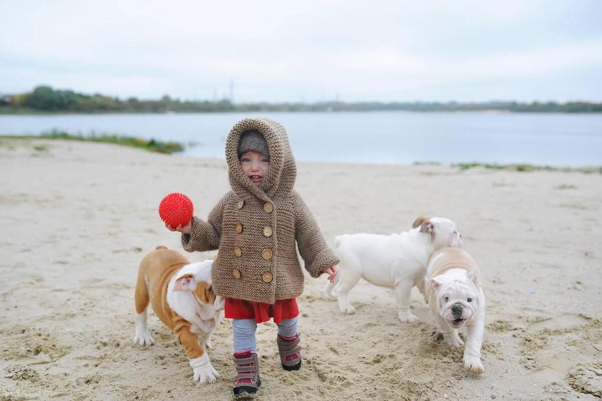 狗狗在沙滩上卖力挖沙,让狗狗变乖教程