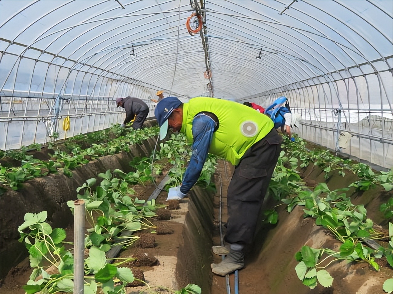 无需电源，可减轻腰部负担，日本智能农业“肌肉套装”来了