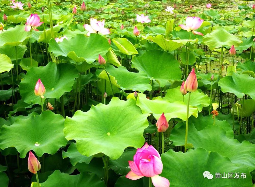 带你去看不一样的黄山之美,2020黄山旅游攻略带你玩转黄山