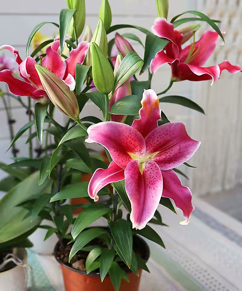 四季开花的室内盆栽种球花卉,爆盆又好养的种球花