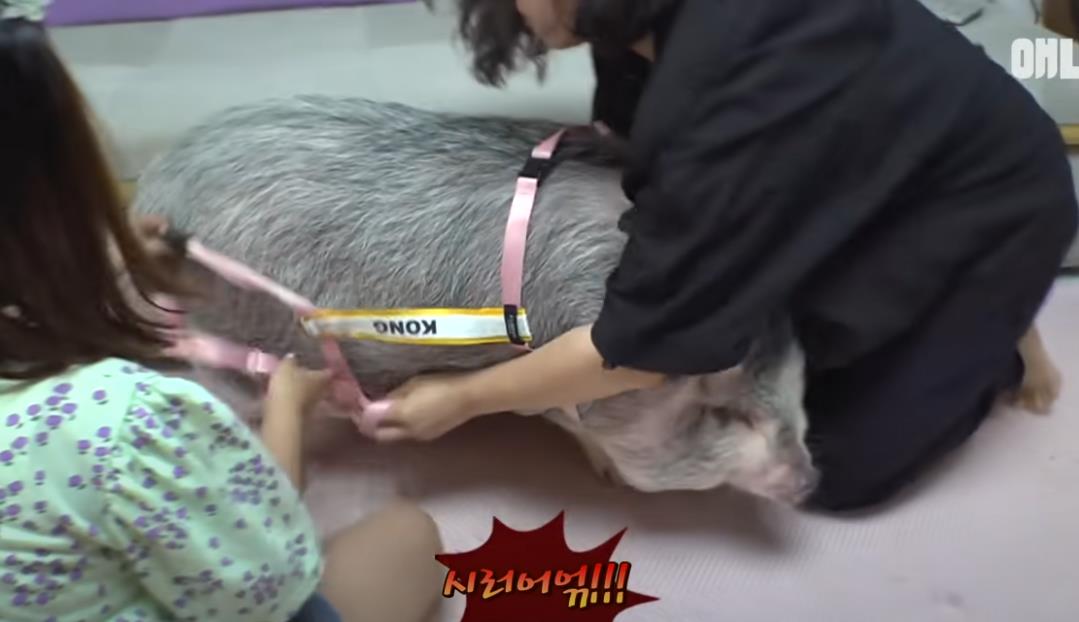 韩国女孩养迷你猪秒变大胖猪,如今带它们刻苦运动节食减肥