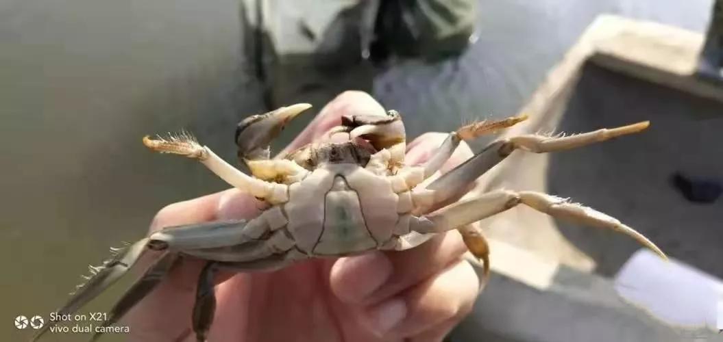 影响河蟹放苗成活率的因素有哪些,养殖河蟹方法视频
