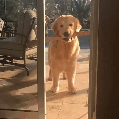 哪种狗寿命长好养活又好养,最值得被饲养的7种狗好养又不贵