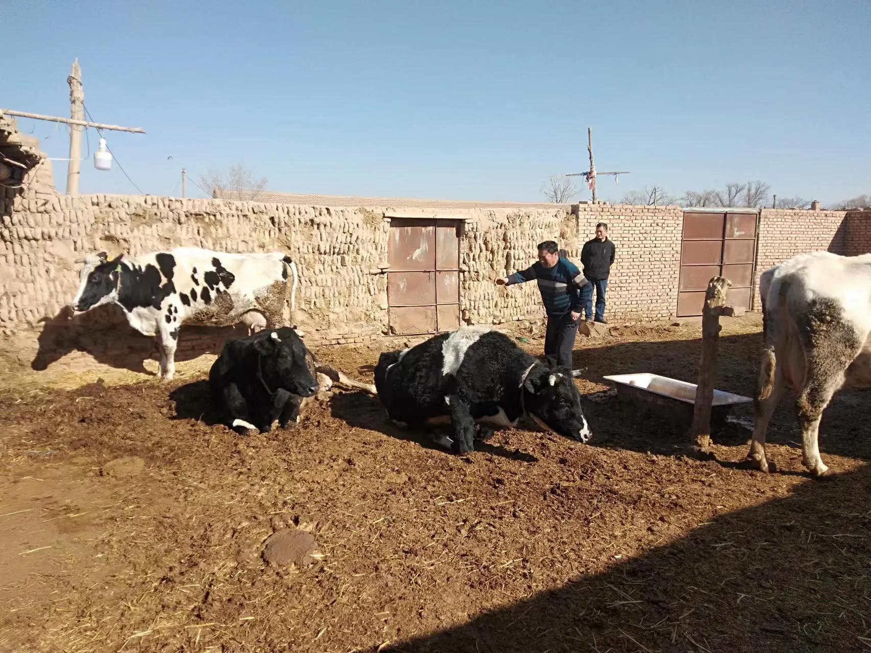 奶牛怎么养才产好牛奶,怎样做好奶牛的饲养管理