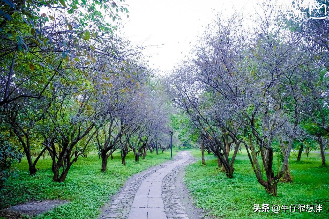 杭州西湖可以吃饭的景点,杭州西湖十大景点之一飞来峰