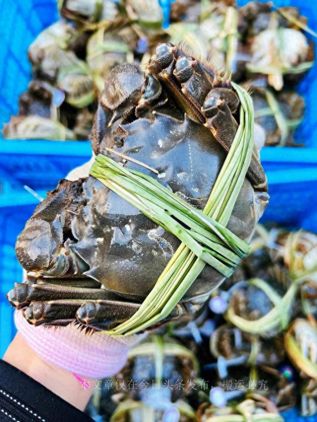 中国哪里大闸蟹最好,全国最好的大闸蟹排行榜第一名