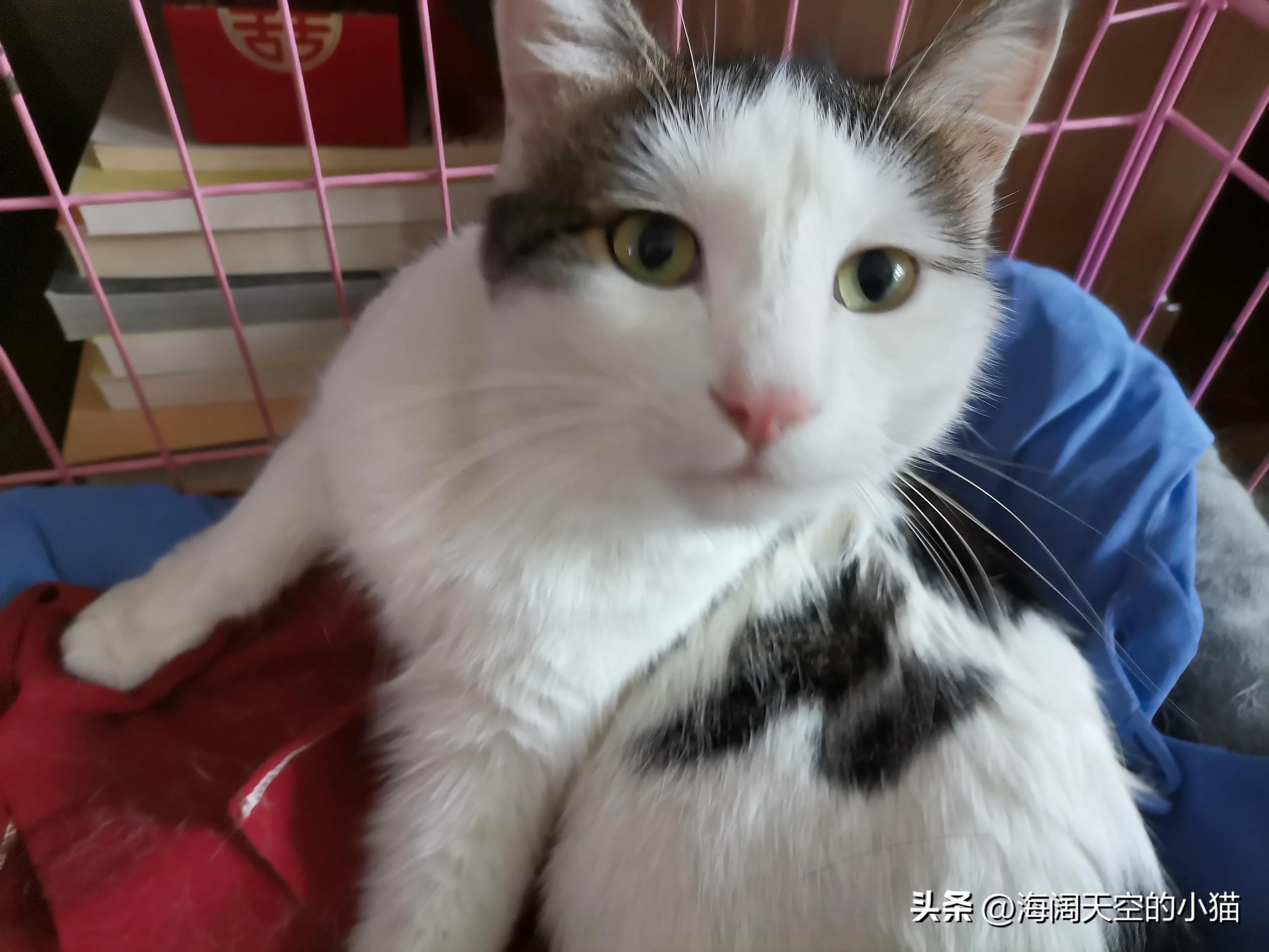 家里养三只猫也会孤独吗,家里三只猫会有领地意识吗