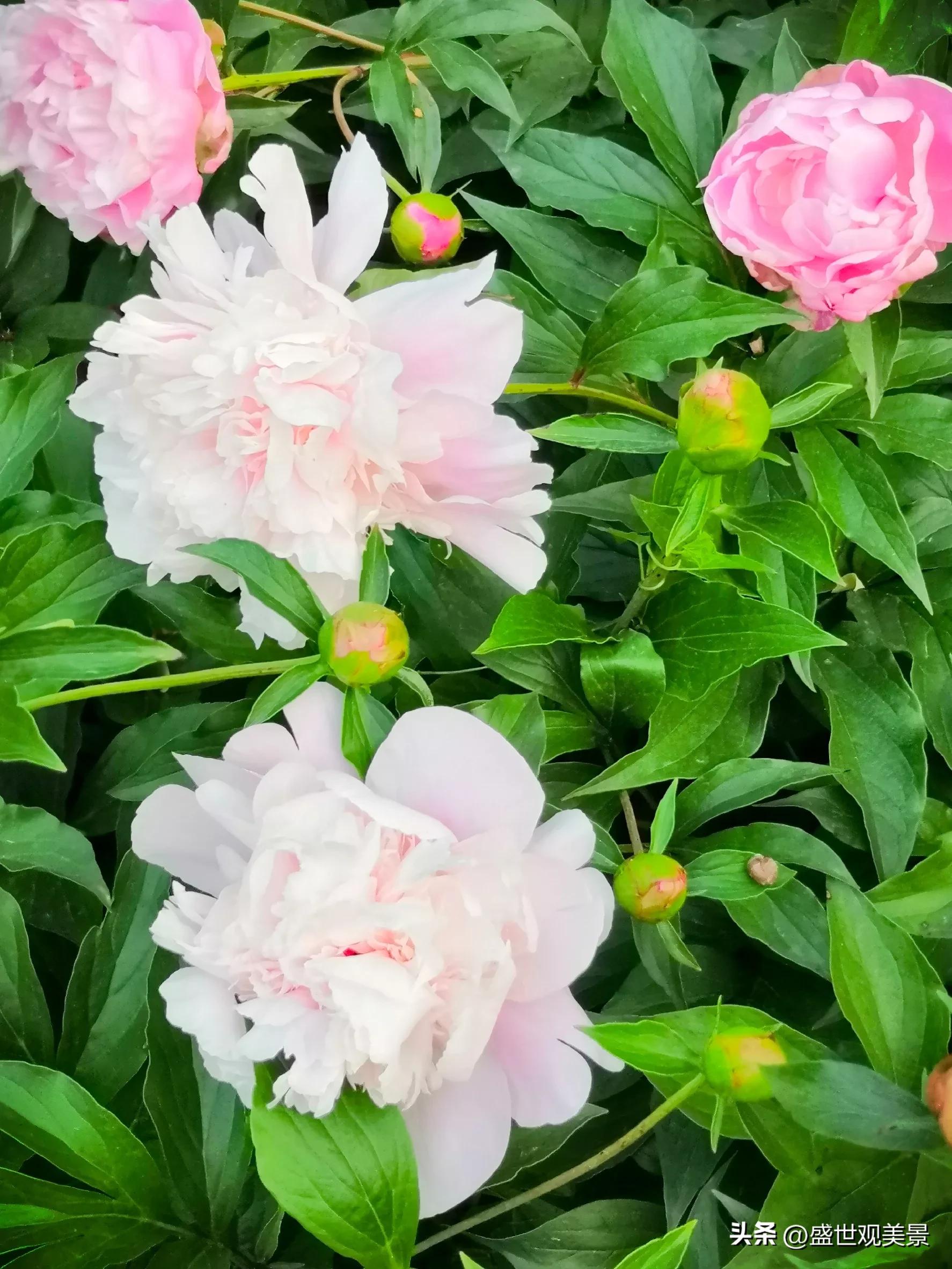 怎样找到头条的流量密码,头条原创文章怎么加推荐量