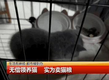 免费领养一只品种猫，猫死后强行要我买猫粮，赔3000