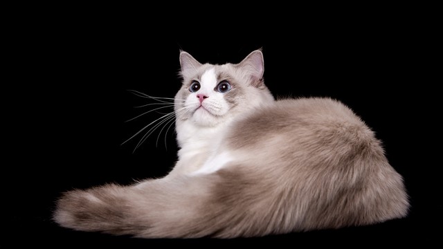 哪几种动物进家就有福了,家养什么动物最吉利