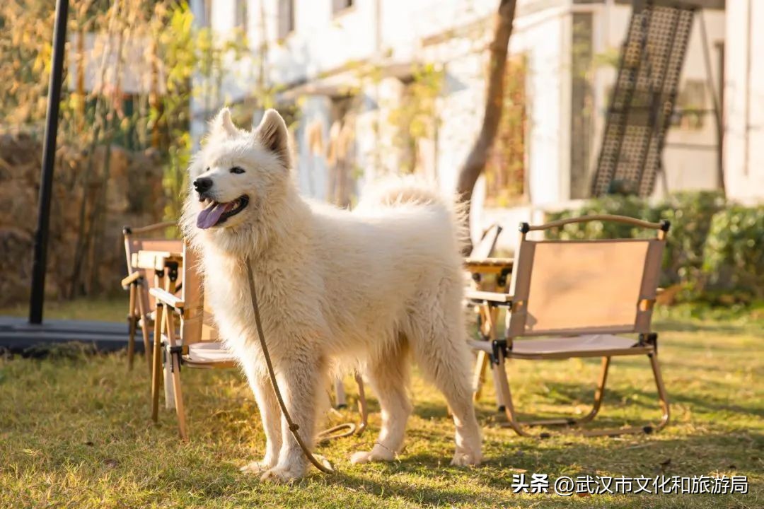 武汉夏天凉快的游玩地方,武汉凉快又免费的景点