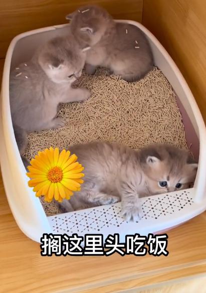 驴得水小朋友是智障猫吗,全网公认的智障猫怕水