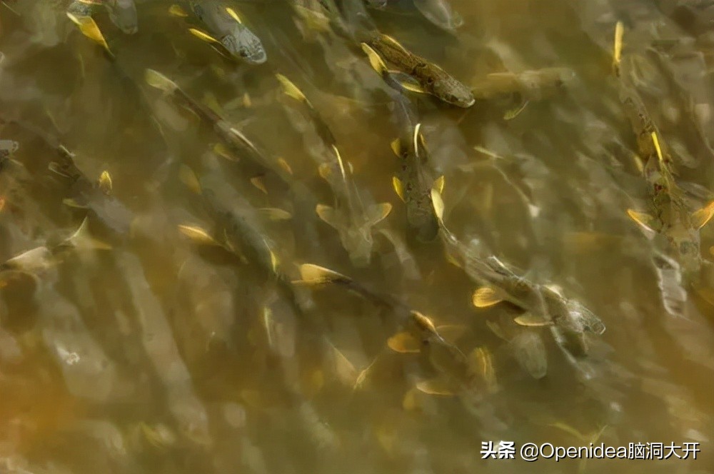 青海湖湟鱼濒临灭绝的原因,为什么青海湖的湟鱼需要拯救