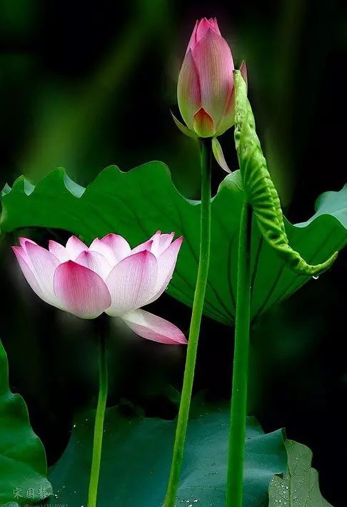 “情诗王子”李商隐与女道士的一场苦*爱涩**情