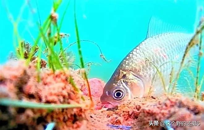 西南风鱼不开口什么风最适合钓鱼,为何西南风鱼不好钓