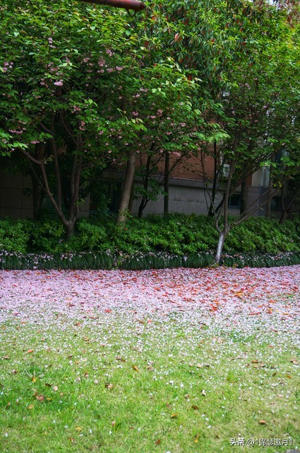 落英缤纷草书欣赏,落英缤纷美句简短