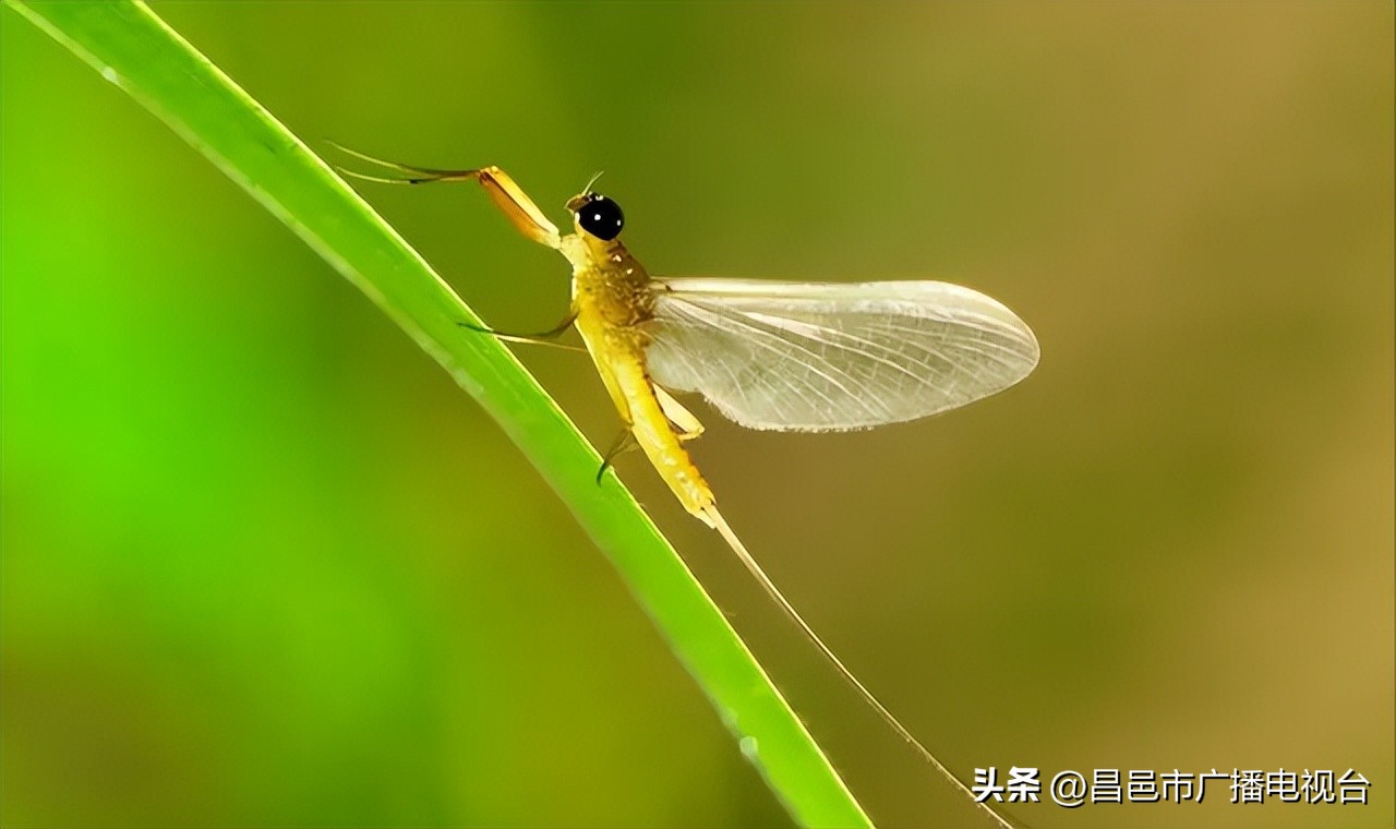 世界上寿命最短的动物排名前十,千年乌龟万年鳖动物的寿命排名
