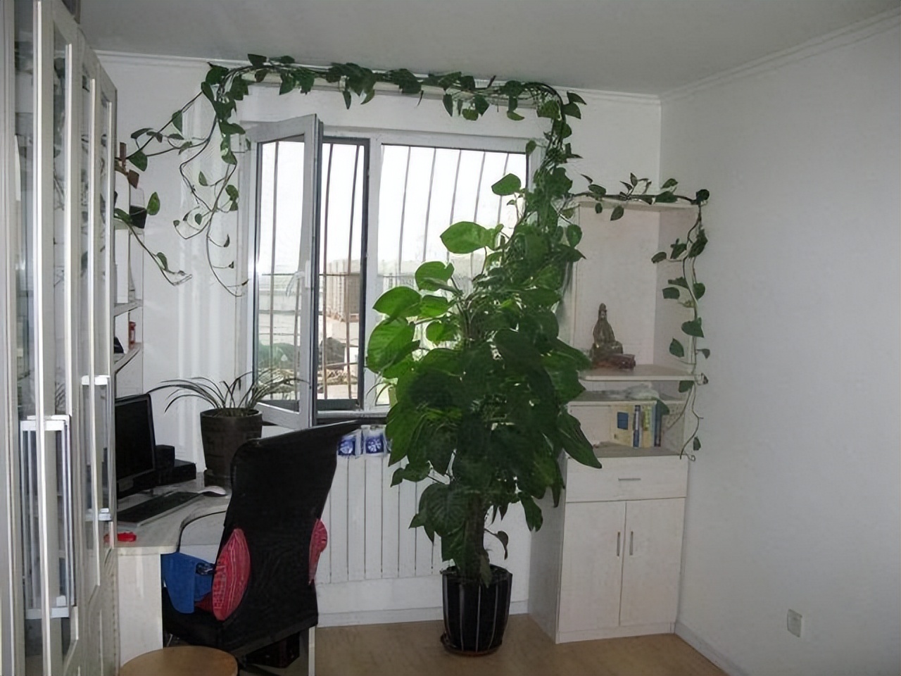 花卉养殖的技巧室内养什么花最好,什么大型花卉比较耐阴又好养