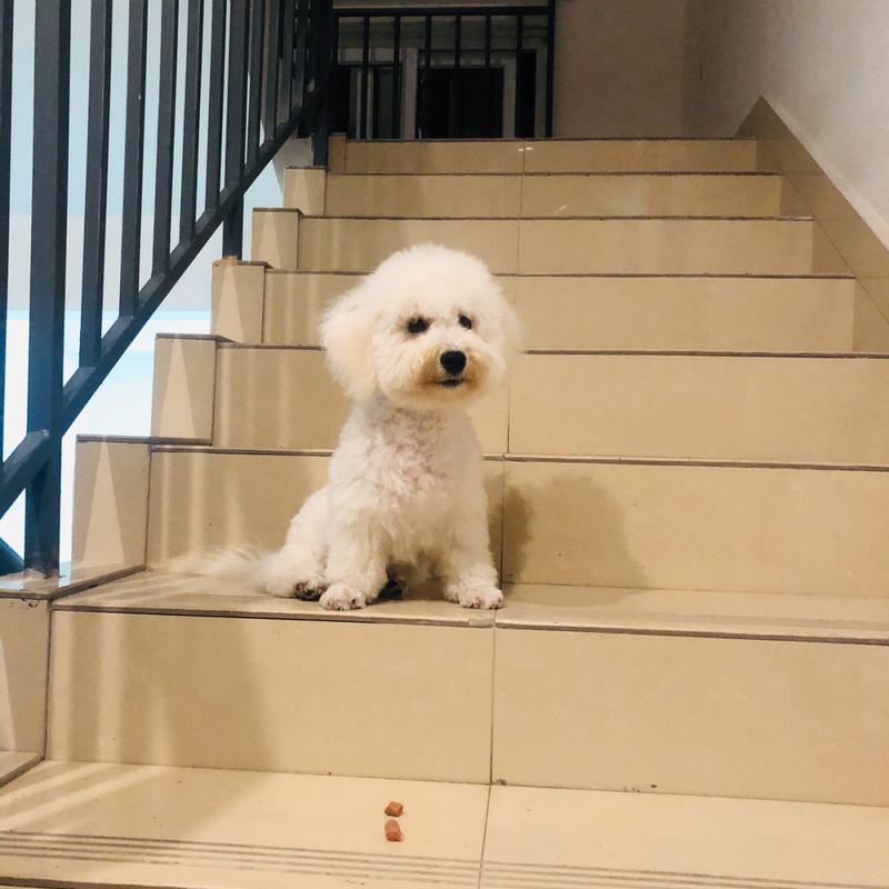 养狗的害处看完你还敢养吗,家中养狗养猫有没有害处