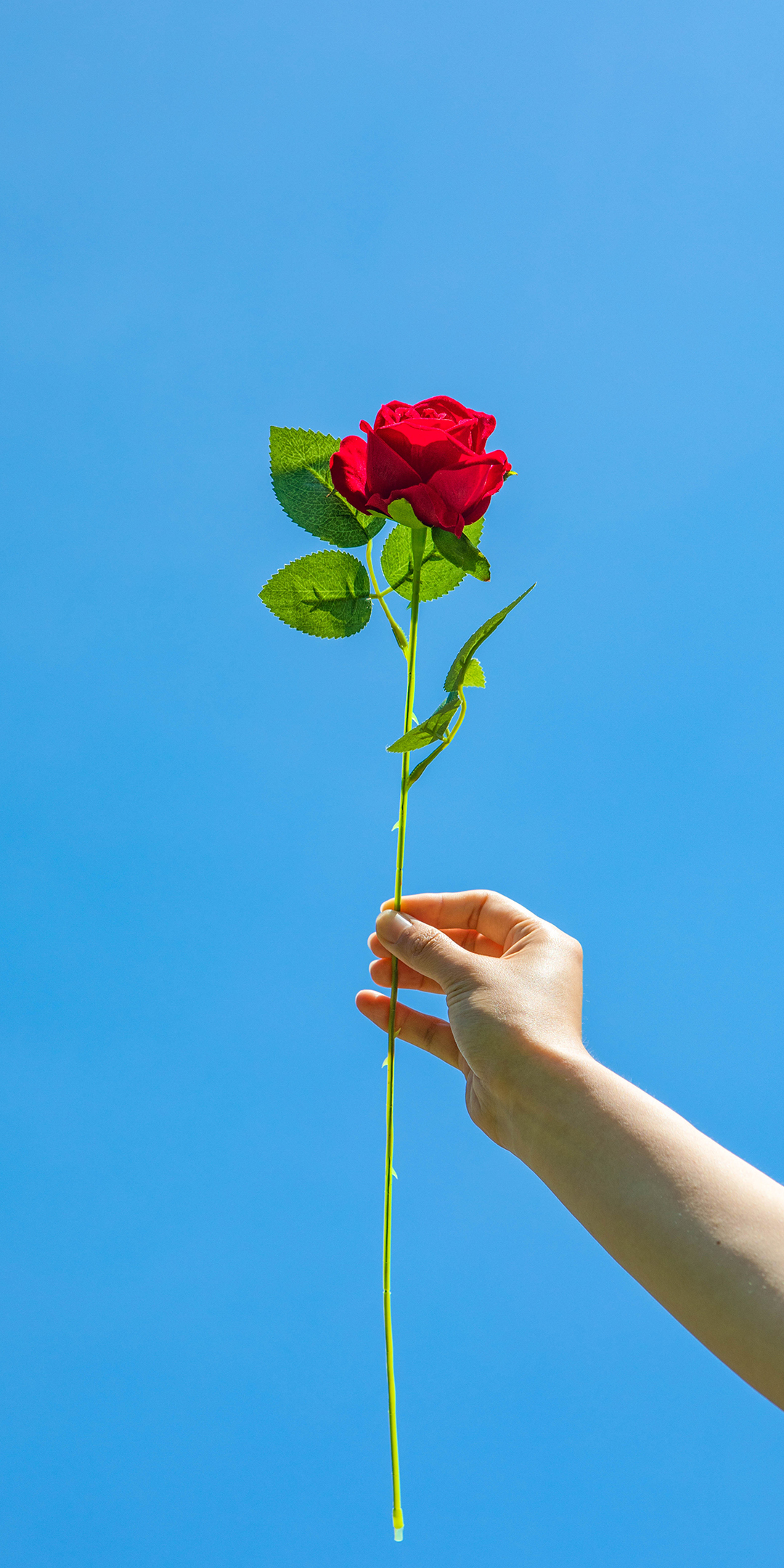 手机型号壁纸图片,169手机壁纸尺寸