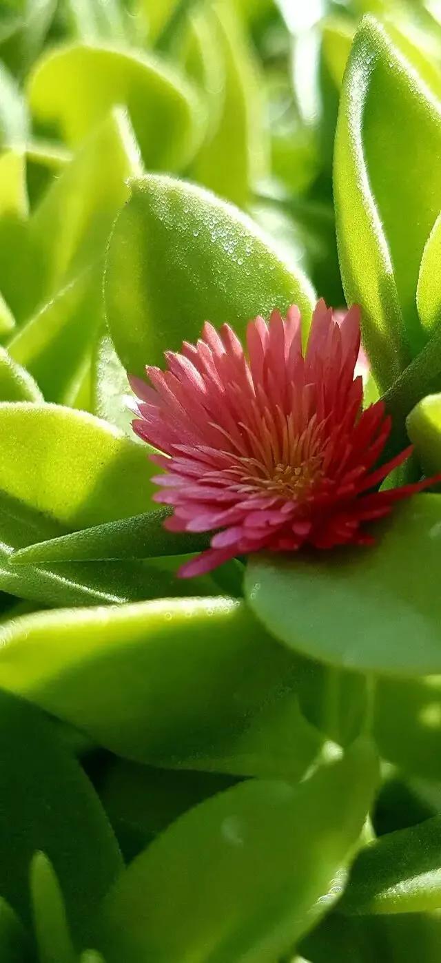 护眼壁纸动态壁纸高清全屏90帧,华为绿色养眼护眼壁纸