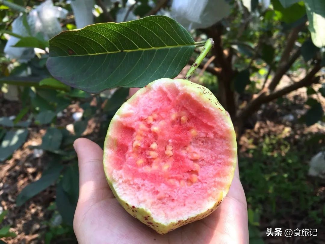 喜茶红心芭乐饮品有哪些,喜茶新品清爽芭乐攻略