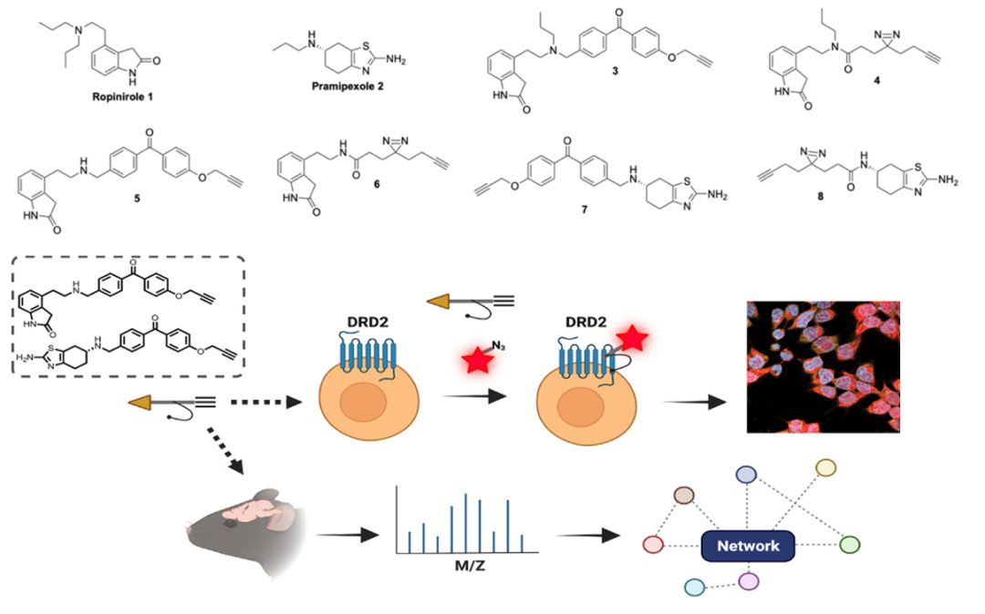 世界帕金森病日第28个主题,世界帕金森病日完整版