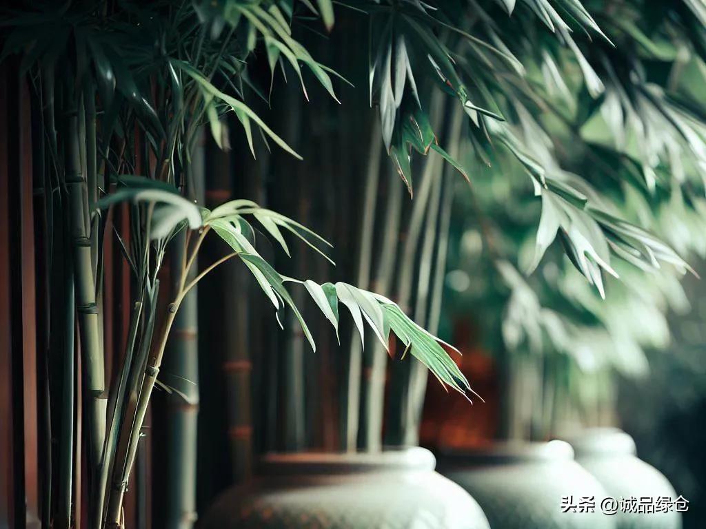 竹子草,竹子一生都是宝堪比草中霸王