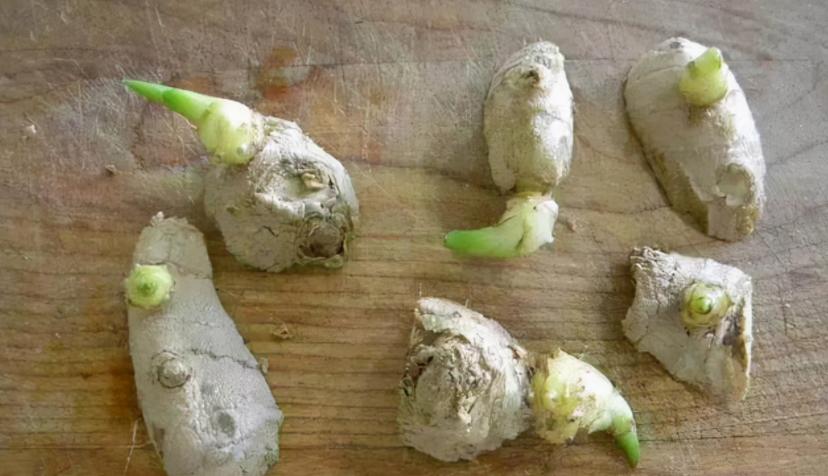 姜种植三大忌,专家讲解姜的种植方法