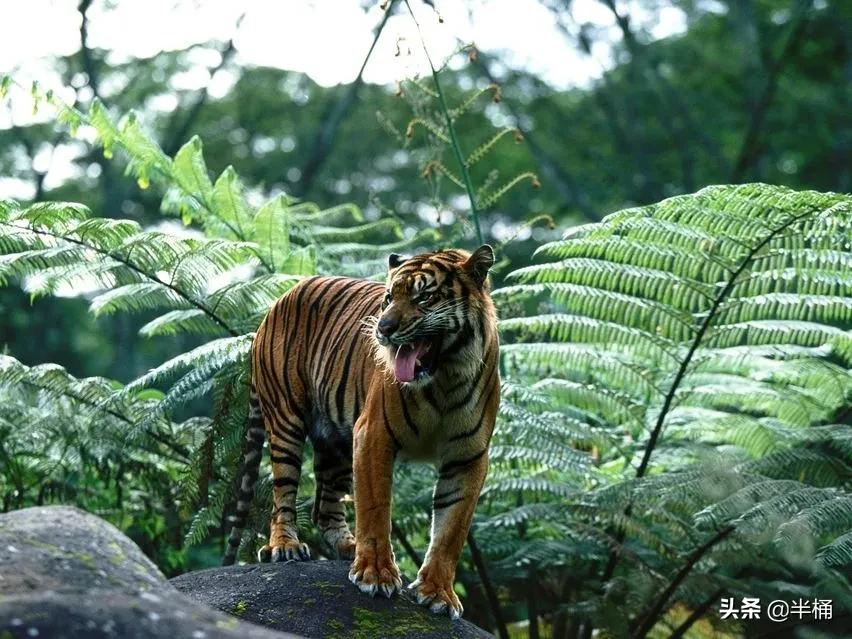 马赛人和东北虎,马赛人vs东北虎