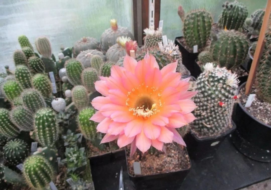 200种·仙人球开花图鉴，大开眼界，美到爆