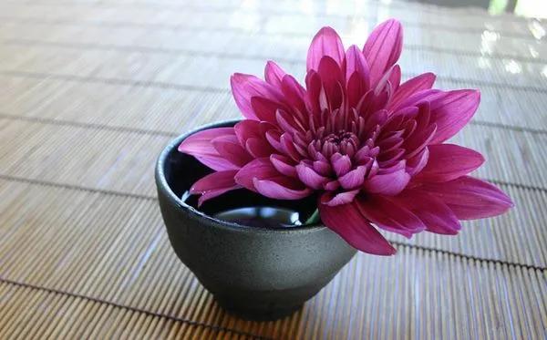 菊花的花语怎么写,菊花的花语100字