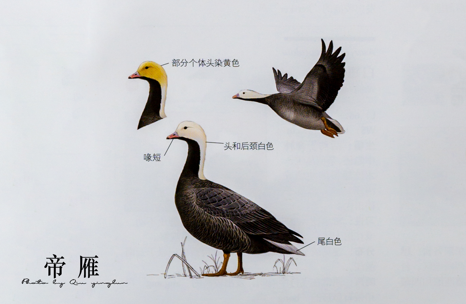 涓滄睙鎻借儨,涓滄睙鎻借儨楦熺被