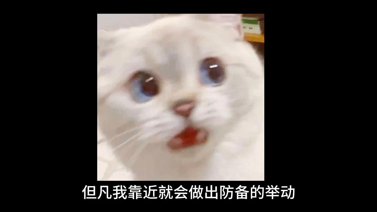 养猫后慢慢讨厌猫怎么办,养猫久了会讨厌狗吗