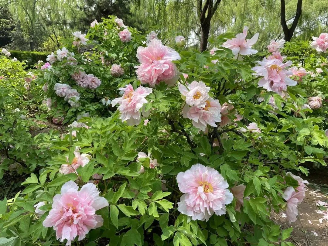 没做好攻略去洛阳旅游会踩什么坑,这几天还适合去洛阳旅游吗