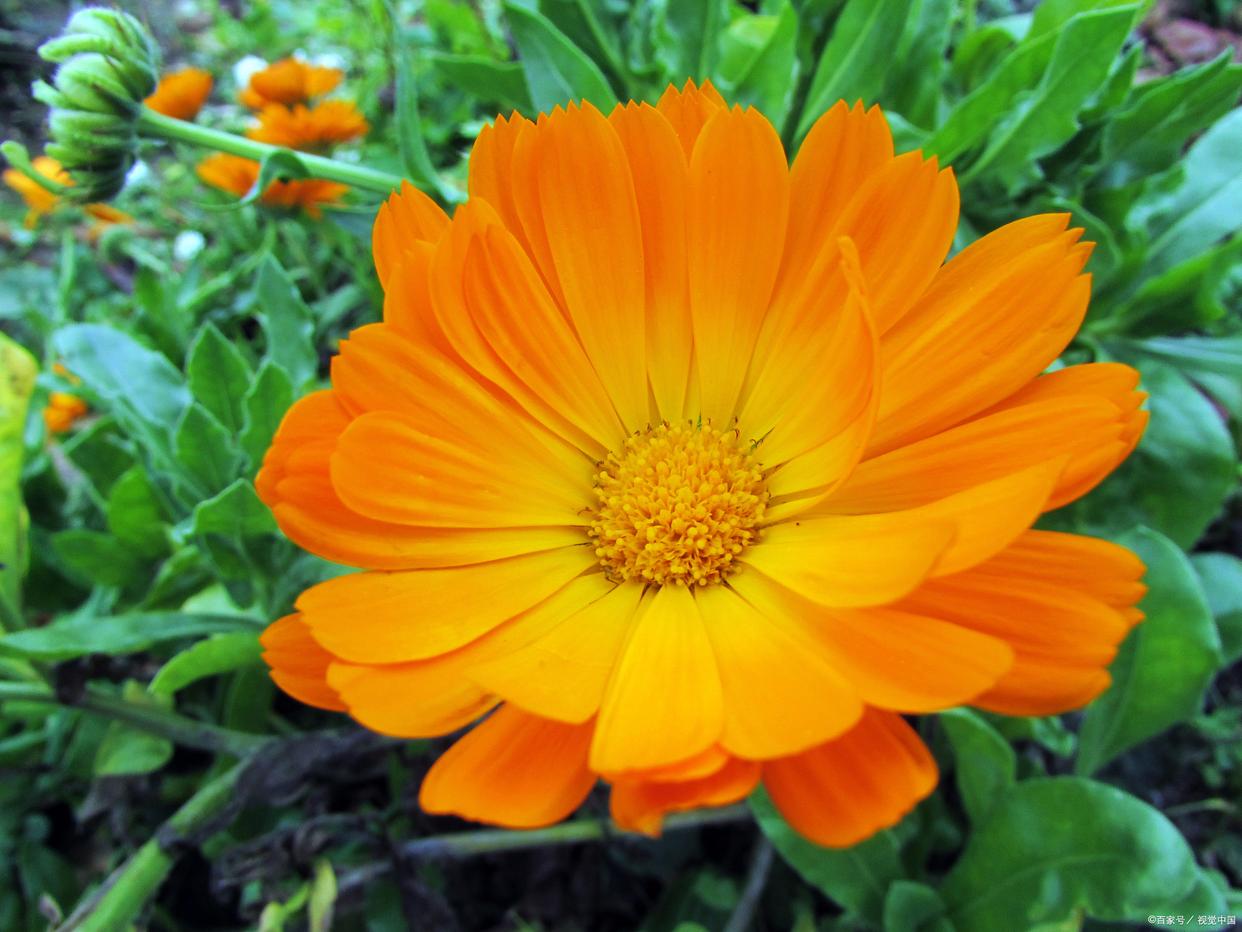 不要阳光耐寒耐热最好养活的花,10种耐热花高温晒不死