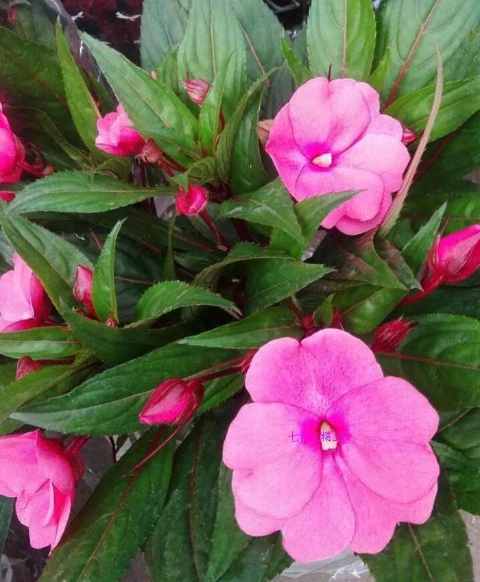 凤仙花种植方法,凤仙花