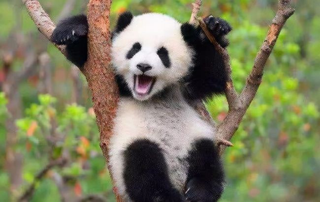 自家羊被咬死怒杀大熊猫,自家羊被大熊猫咬死判了多少年