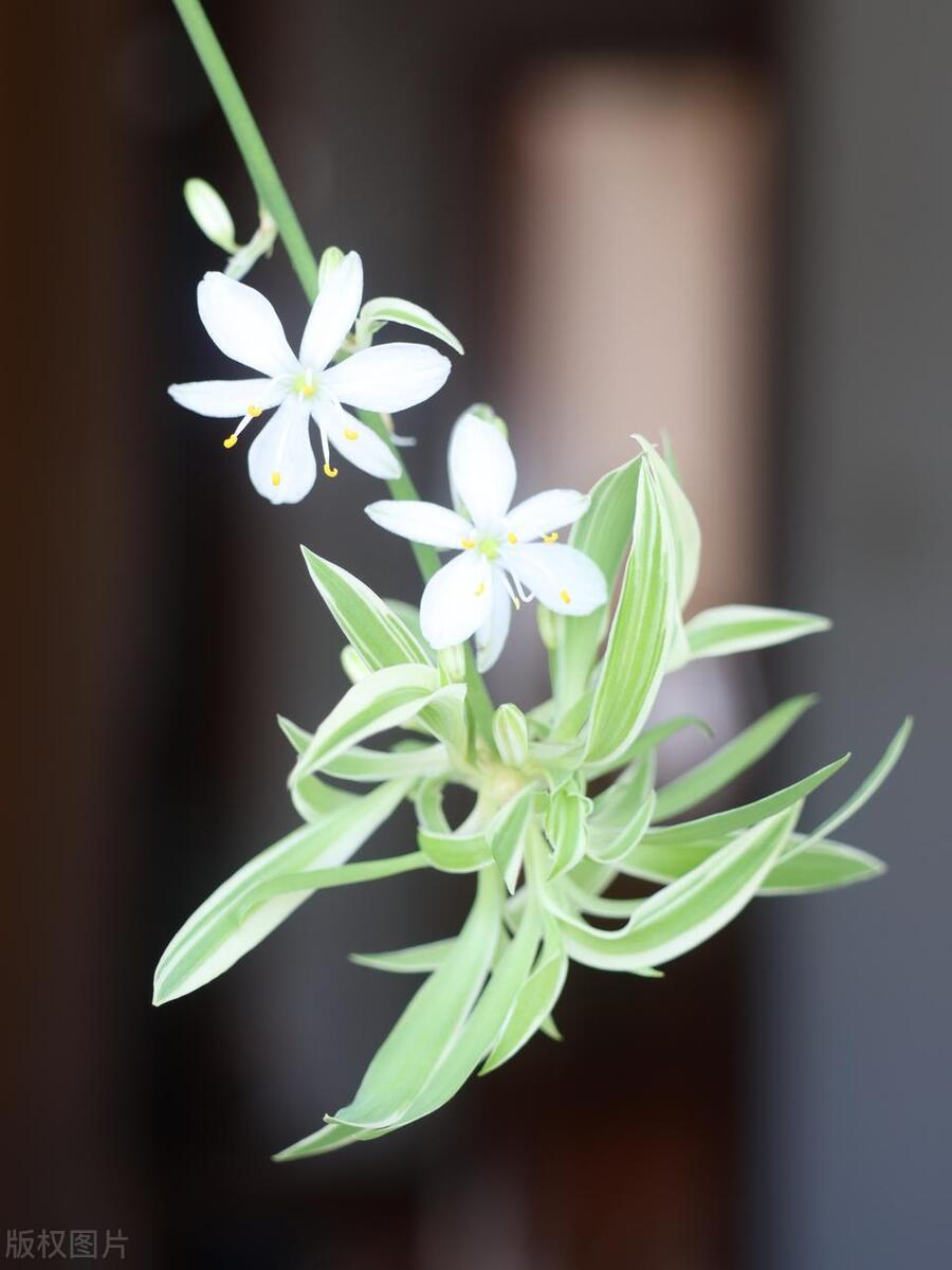 吊兰上有小虫子,吊兰里边有一些小虫子怎么办