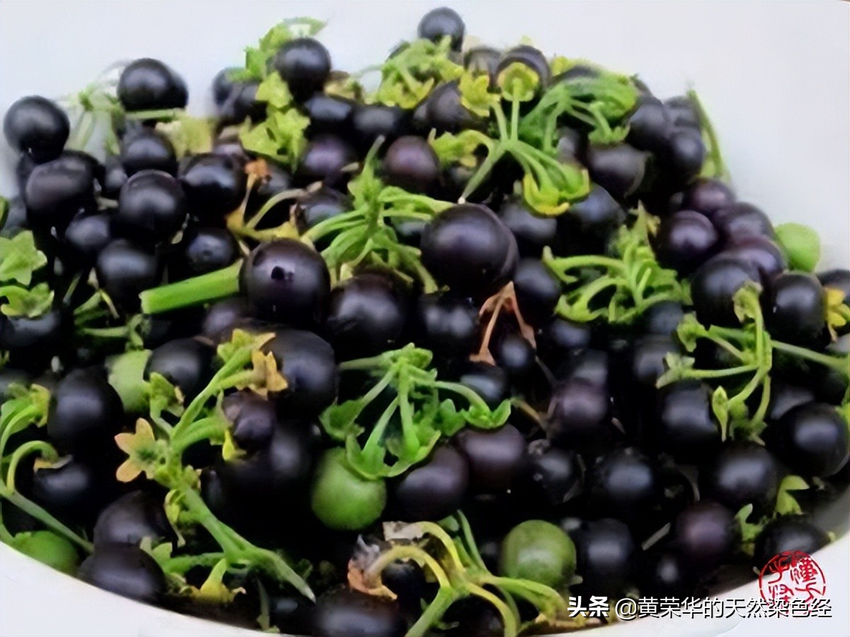 植物彩染,火龙果植物染色教程