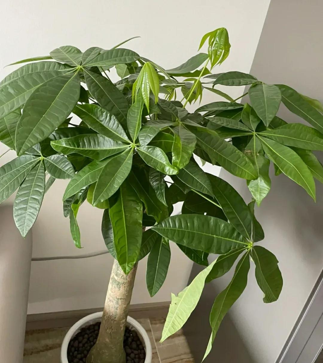 7叶发财树怎么养才能旺盛,发财树七八月份怎样施肥