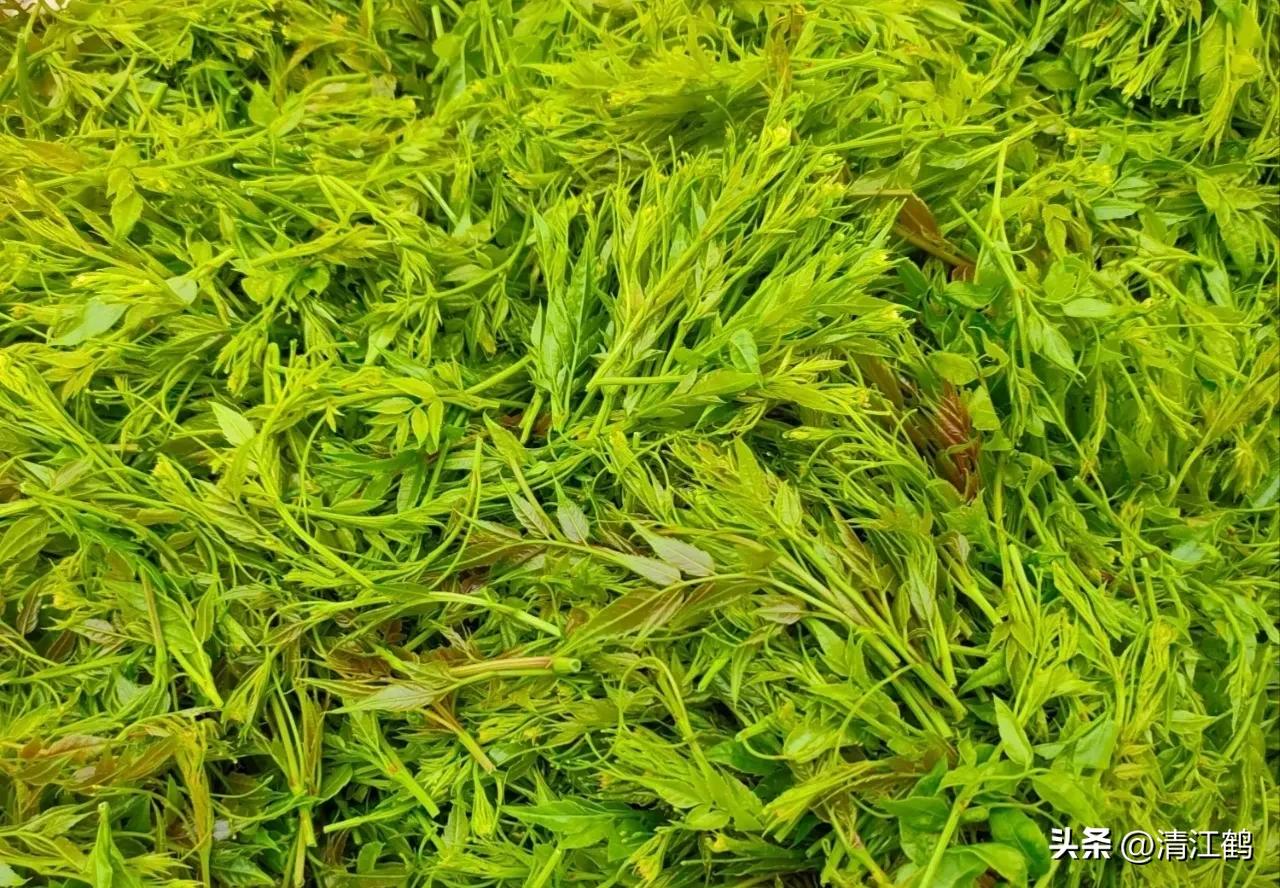 扦插藤茶苗生根的方法,藤茶扦插后不发芽怎么处理