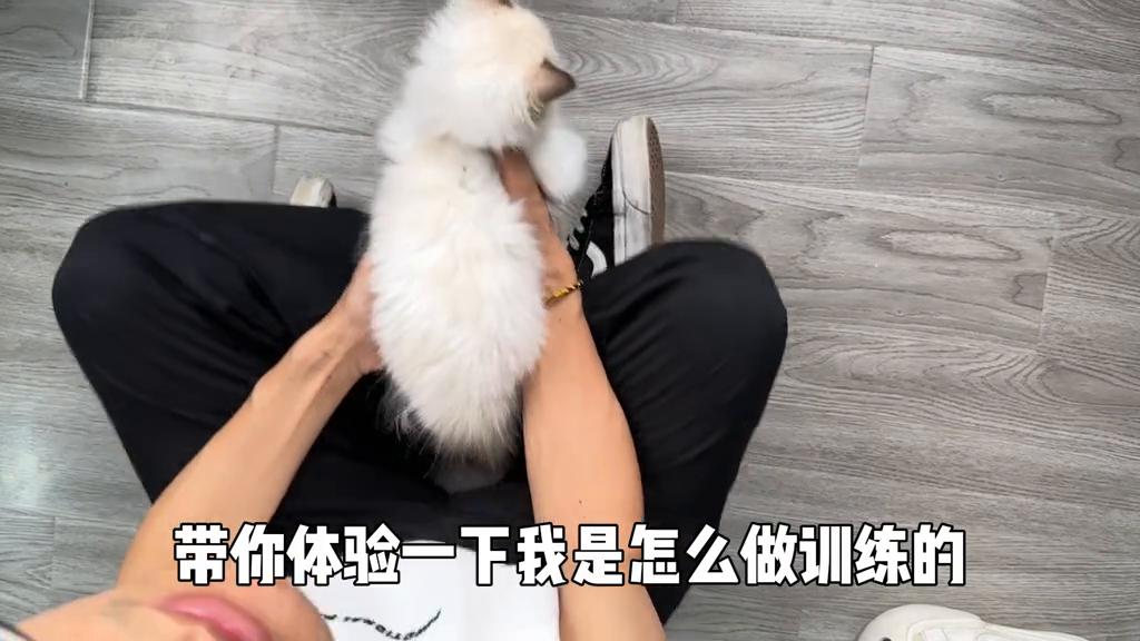 猫咪9个月还能训练抚摸吗,猫咪脱敏社会化训练