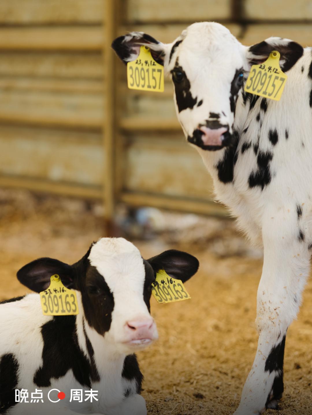 晚点周末丨乳品赛道太挤，朝日唯品的故事从土壤讲起