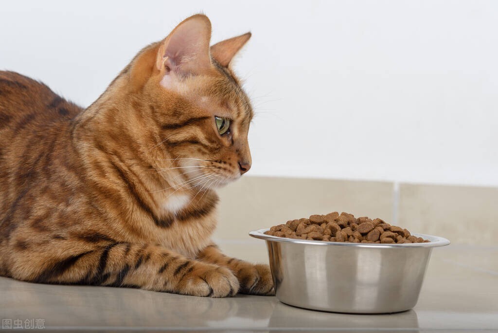 养猫未解之谜,猫导尿依旧闭尿怎么办