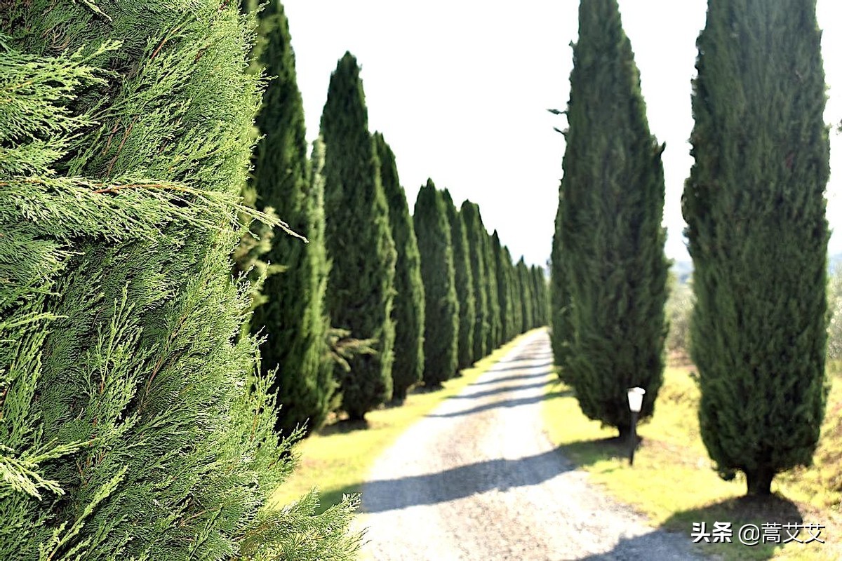 哈利波特全魔杖,哈利波特十大最强魔杖图片