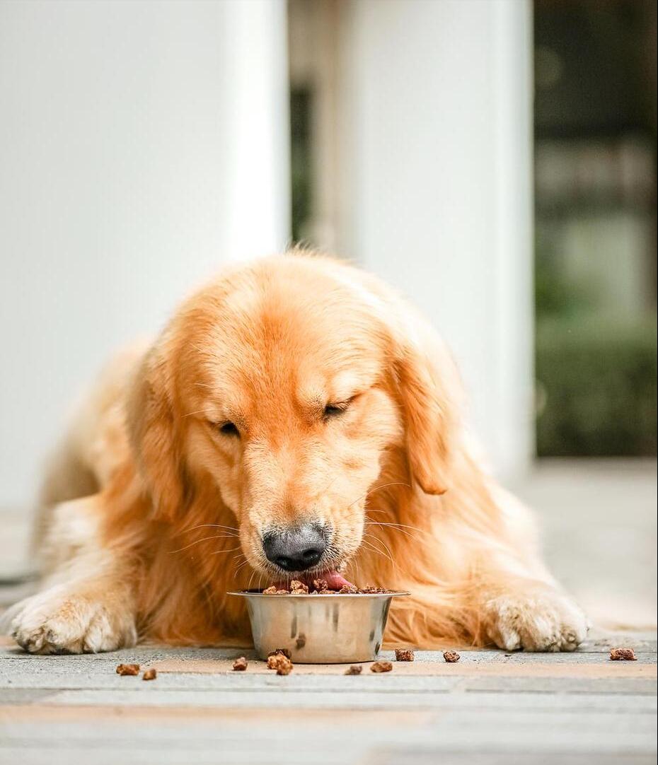 狗狗多大吃硬的狗粮干狗粮,狗狗吃什么牌子狗粮长胖