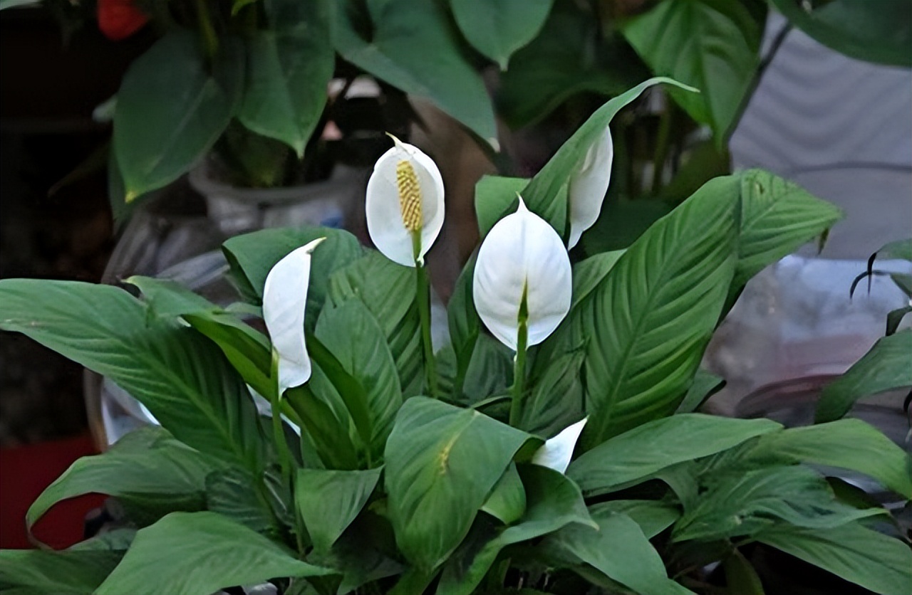 酸性水浇花改善土壤板结,用什么水浇花土壤不会板结