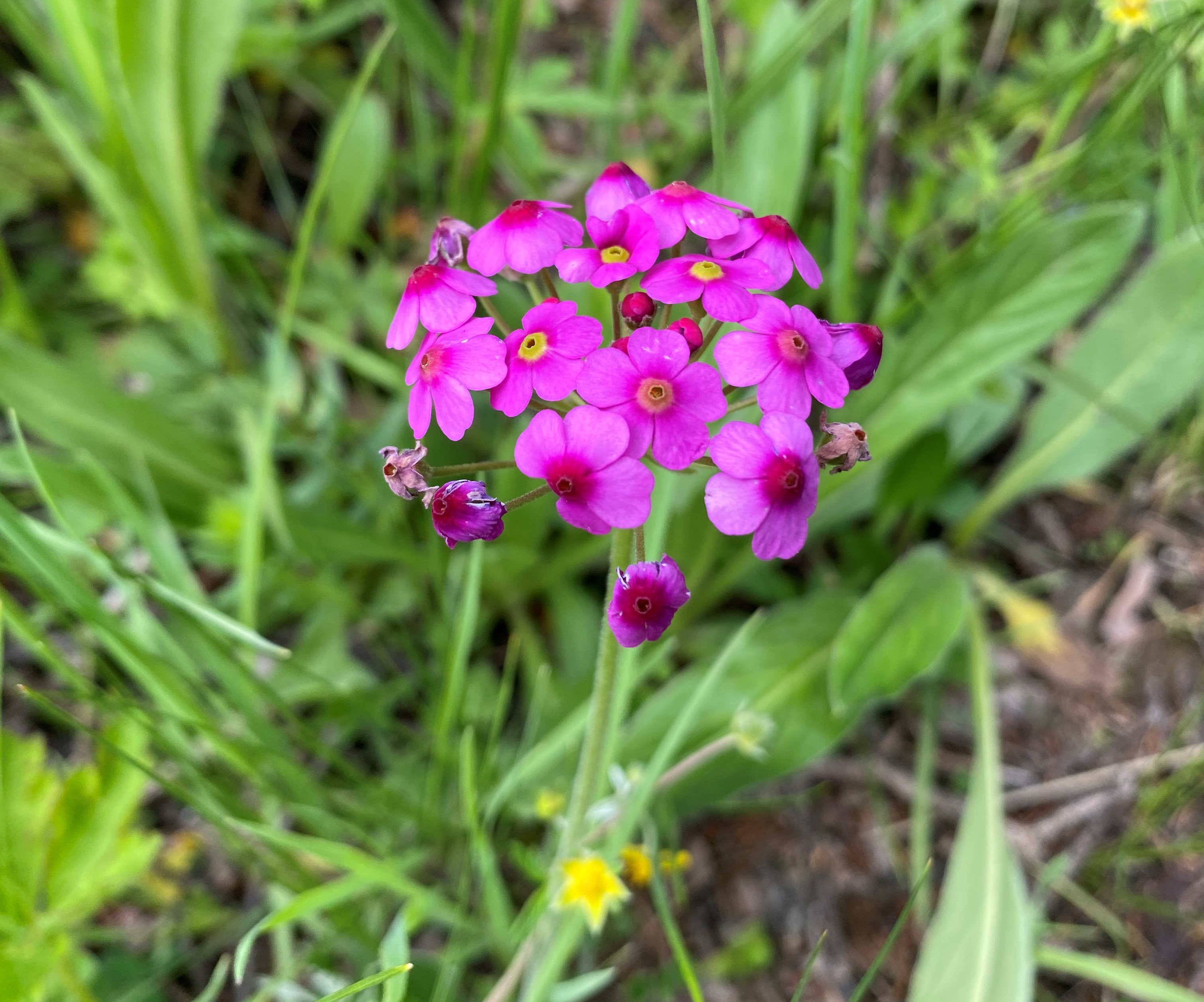 理塘格聂神山怎么走,理塘格聂神山故事
